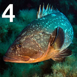 Ut - Ustica Dive Weekend